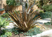 New Zealand Flax, Purple