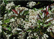 Fraser Photinia