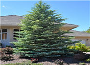 Colorado Spruce