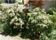 Lily of the Valley Shrub