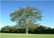 California Sycamore