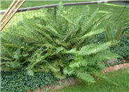 Western Sword Fern, Alaska Fern