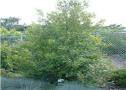 CompactLaurel Cherry