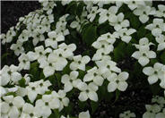 Kousa or Japanese Dogwood