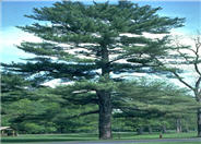 White Pine