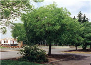 Japanese Pagoda Tree