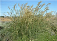 Upright Maiden Grass