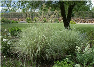Variegated Japanese Silver Grass