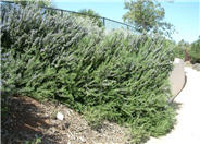Rosemary