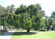 English Yew