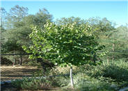 Oklahoma Redbud