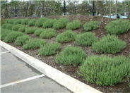 Trailing Germander