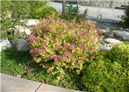 Gold Flame Spirea
