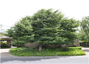 Little-Leaf Linden