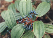 David viburnum