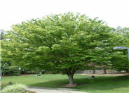 Saw-Leaf or Japanese Zelkova