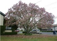 Saucer Magnolia
