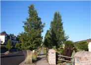 Chanticleer Callery Pear