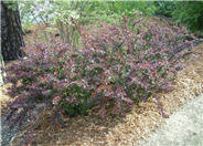 Crimson Pygmy Japanese Barberry