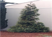 Hiba Cedar, Deerhorn Cedar