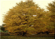Autumn Gold Ginkgo Tree