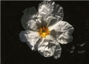 Blanche White Rockrose