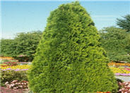Emerald  Cedar, Smaragd Cedar