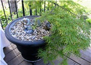 Lace Leaf Japanese Maple